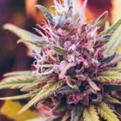 wikiweed profile image