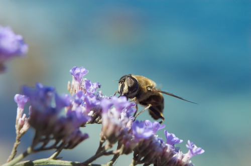 Bee collecting pollen.  Photo by Serghei Starus at Dreamstime.com 