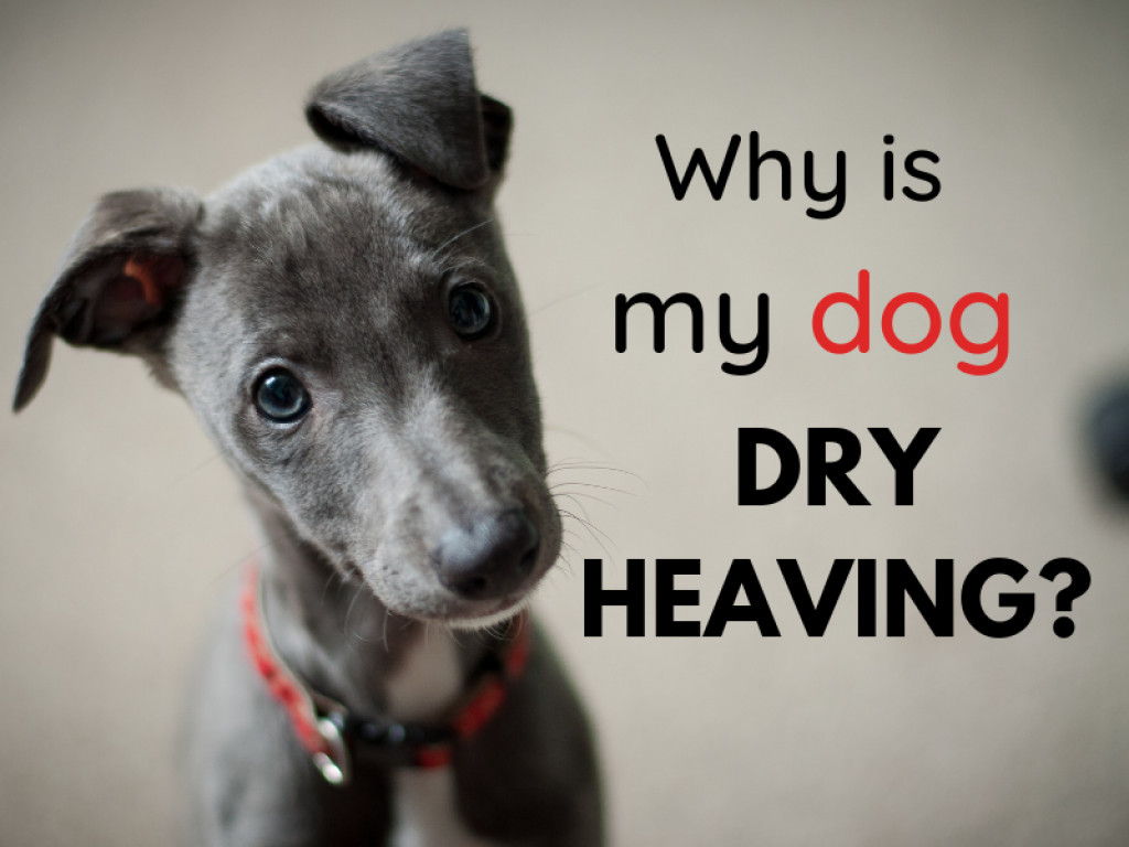 Why Does My Dog Dry Heave So Much at Ilene Hopson blog