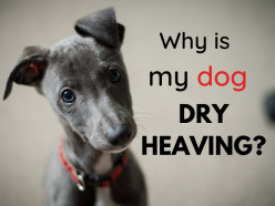 6 Home Remedies to Help a Dog Dry Heaving