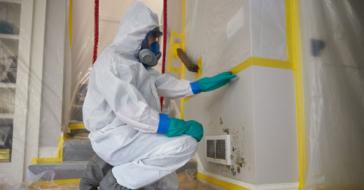 Mould Removal Specialist
