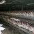 Laying Hens Laying Hens