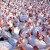 Domestic Turkey Domestic Turkey