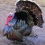Wild Turkey Wild Turkey