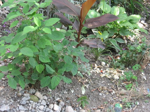 my garden and compost ce