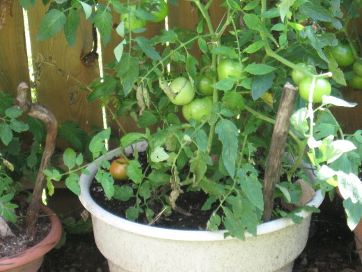 my garden, tomato plants ce