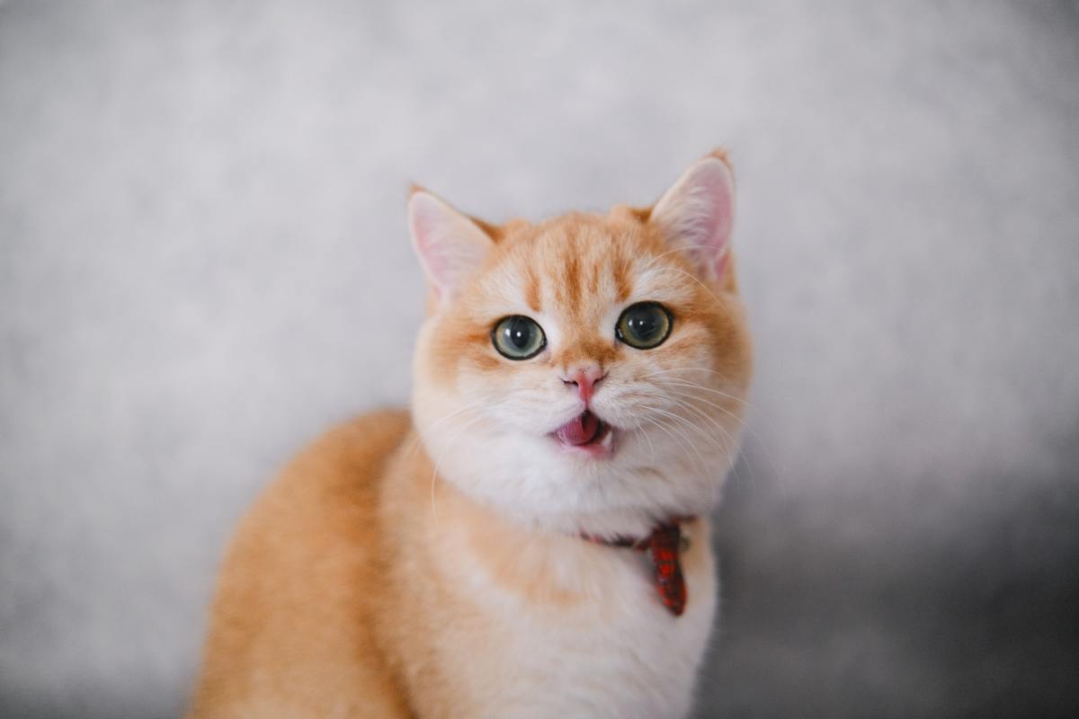 7 Causes and Home Remedies for a Swollen Cat Lip