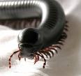 Giant African Millipede. Up to 12 inches long. Herbiverous and and often kept as harmless pets.      image by seattle bugssafari.com 