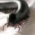 Giant African Millipede. Up to 12 inches long. Herbiverous and and often kept as harmless pets.      image by seattle bugssafari.com 