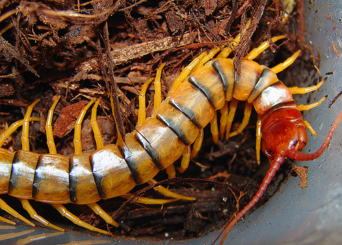 Scolopendra Gigantea.  As large as the giant millipede and dangerously venomous.  Not to be kept as pets as fast and aggressive.     flikr photo.