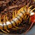 Scolopendra Gigantea.  As large as the giant millipede and dangerously venomous.  Not to be kept as pets as fast and aggressive.     flikr photo.