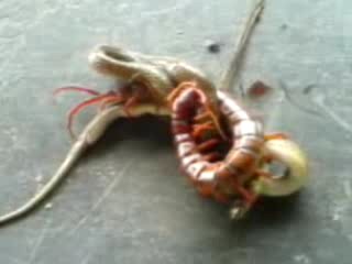 In this rivetting video, a Giant Centipede battles with and partially paralyzes what looks like a small, whip-tailed snake. See on youtube.com/user/hppowa
