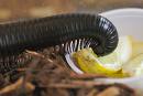 Millipede peacefully snacking on a lemon slice: wonder if the salt and tequila is next?  from flickr.com