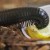 Millipede peacefully snacking on a lemon slice: wonder if the salt and tequila is next?  from flickr.com