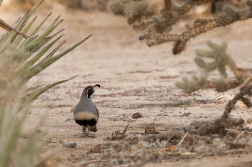 Gambel's quail in the Sonoran desert.