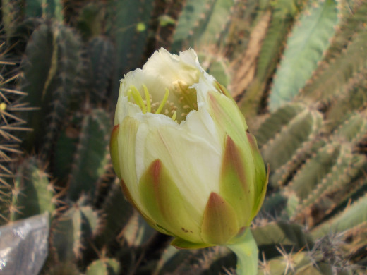 Cereus flowers blooming one last time.