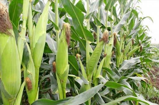Maize Farming