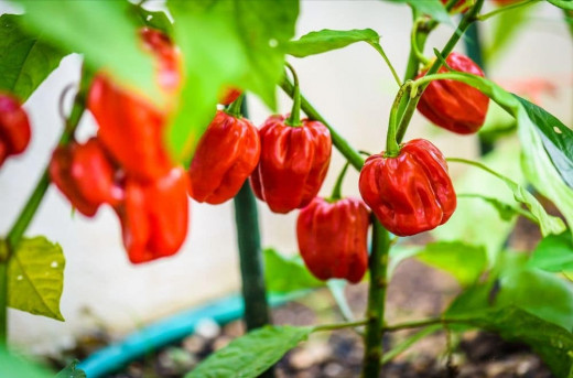 Caribbean Red Hot pepper Plant
