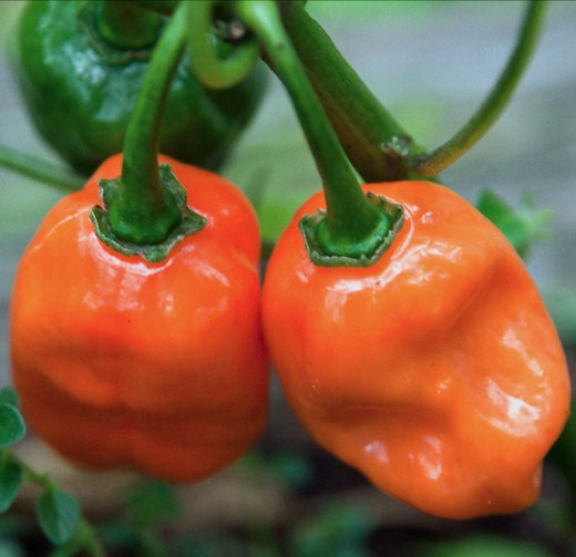 Habanero Hot pepper