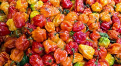 The Hottest Tips for Growing Hot Peppers at Home