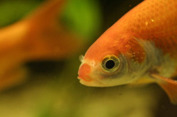 Keeping Your Fish Healthy: A Guide to Treating White Spot Disease