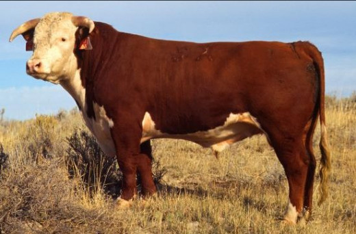 Herefords Beef breed