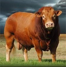 Limousin Beef breed