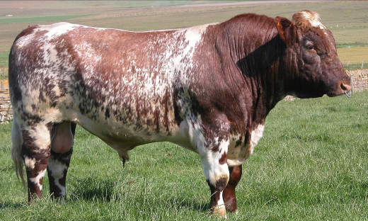 Shorthorn Beef breed