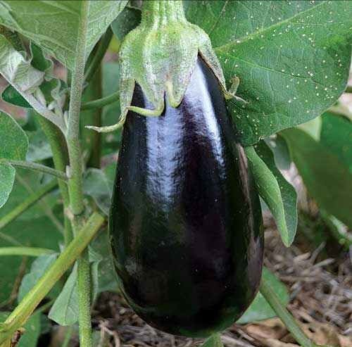 Florida High Bush Eggplant
