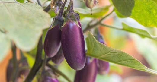 Ravaya Eggplant