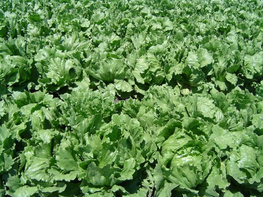 "Iceburg" lettuce