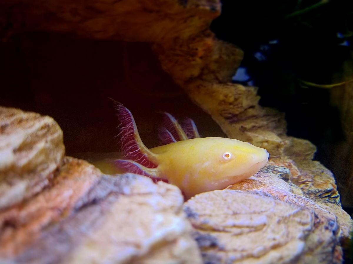 Axolotl Tank Mates - What Is Really Safe?