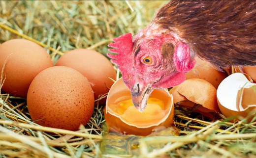 Egg Eating in Chicken