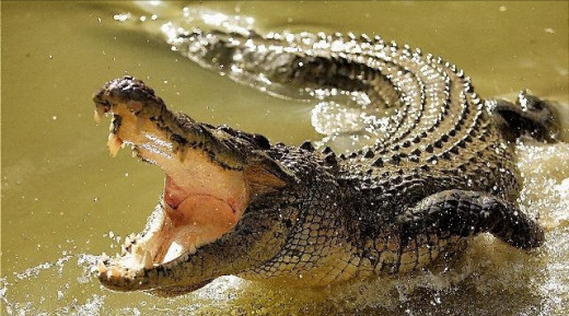 16 Facts About Crocodiles