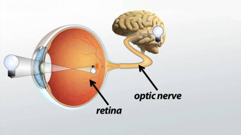 The retina forms an inverted image of an object.