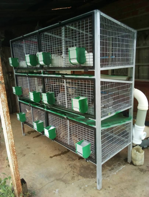 How to Collect Rabbit Urine