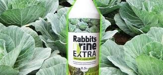 How to Apply Rabbit Urine