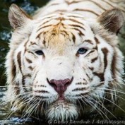 apompell profile image