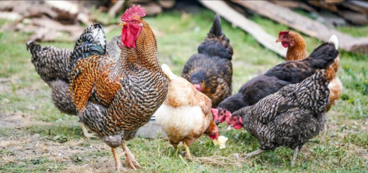 How to Make Money From Local Chickens