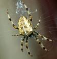Lovely, delicate shot of Common garden Spider (UK) as seen by copyrightfree photos.  Just like Agnes!