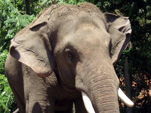 This young fellow has put mud on his head to be 'cool.' He dug a hole in the ground and helped himself.