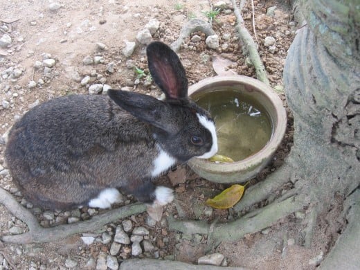 Feeding pet rabbit