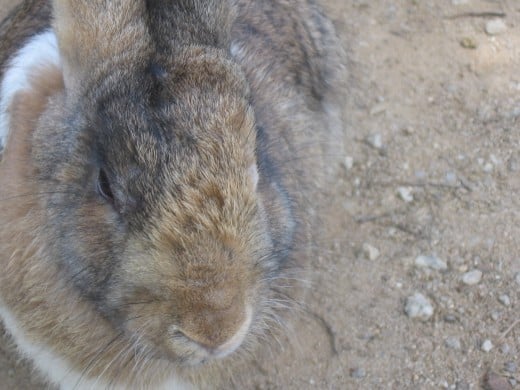 pet rabbit