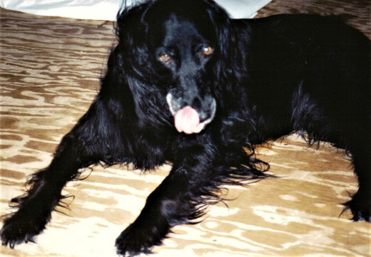 First dogs leave a lasting impression on young adults. This one lived 16 years.