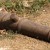 A canon with forgotten past. A canon with forgotten past.