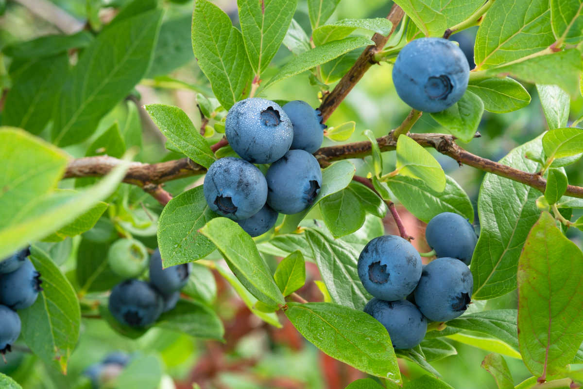 Comprehensive Guide to Growing Blueberries in North America