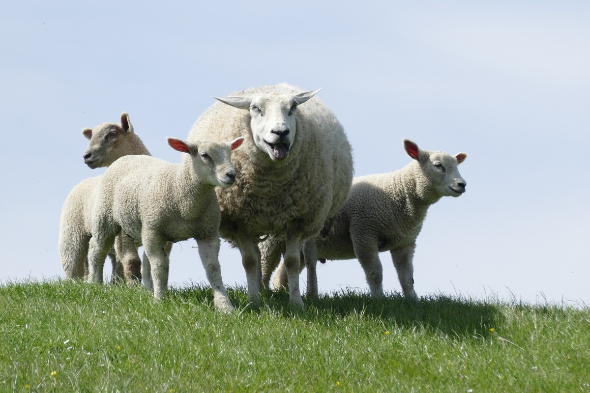 Sheep are baa-ing in the field: Image by Stefan Zier from Pixabay