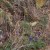 A few hardy bluebonnets mixed in with the cactus at Enchanted Rock State Park A few hardy bluebonnets mixed in with the cactus at Enchanted Rock State Park