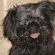 Caille profile image