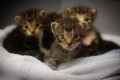 How We Chose the Names for Our Pets.